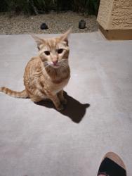 Found/Stray Male Cat last seen Near ave and olive , Glendale, AZ 85302