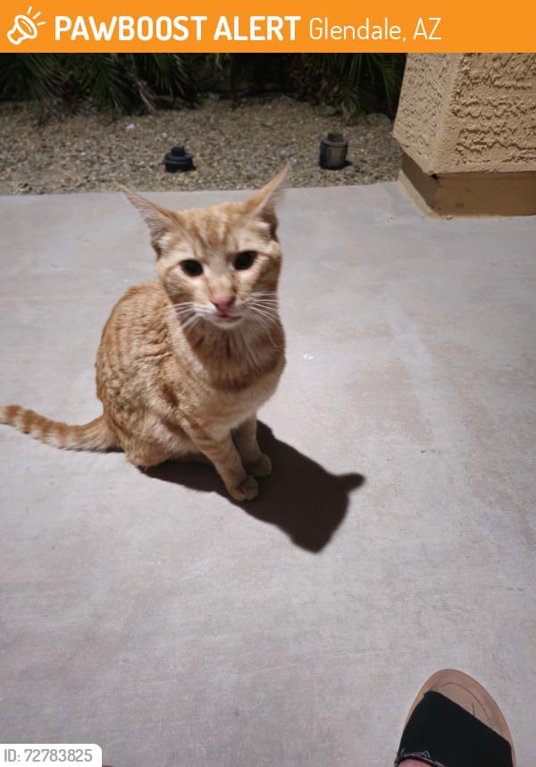 Found/Stray Male Cat last seen Near ave and olive , Glendale, AZ 85302