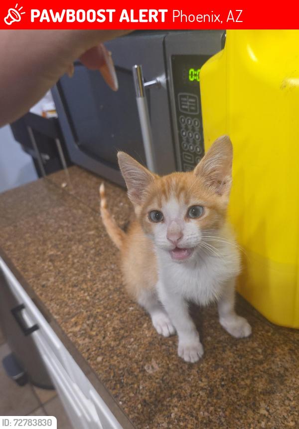 Lost Male Cat last seen Near N 51st Dr Phoenix Az, Phoenix, AZ 85035