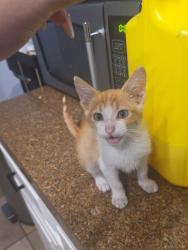 Lost Male Cat last seen Near N 51st Dr Phoenix Az, Phoenix, AZ 85035