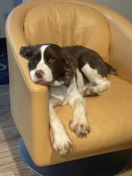 Lost Male Dog last seen Bucks bar circle , El Dorado County, CA 95667