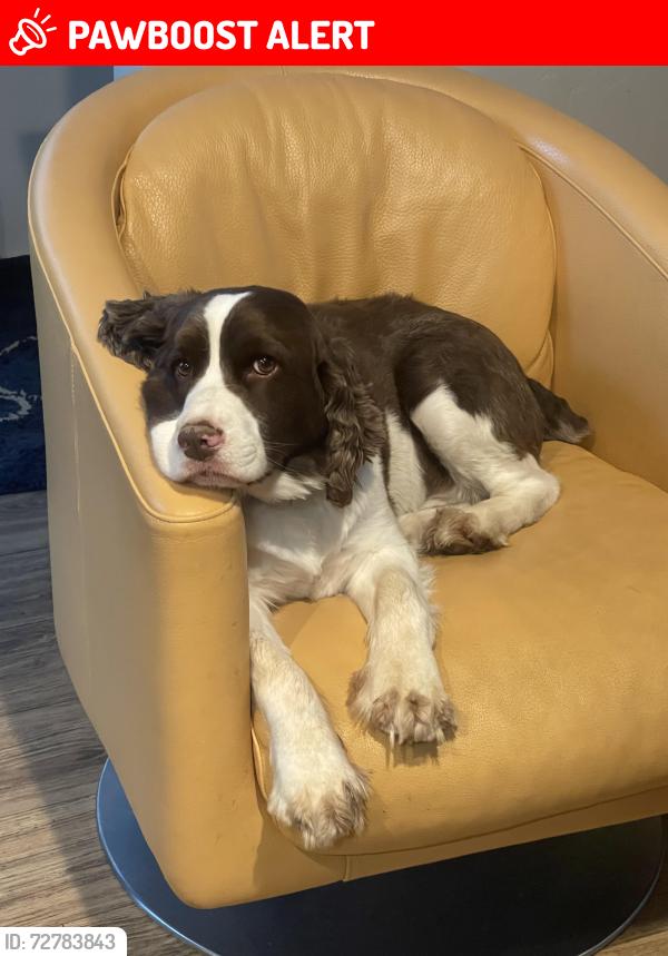Lost Male Dog last seen Bucks bar circle , El Dorado County, CA 95667