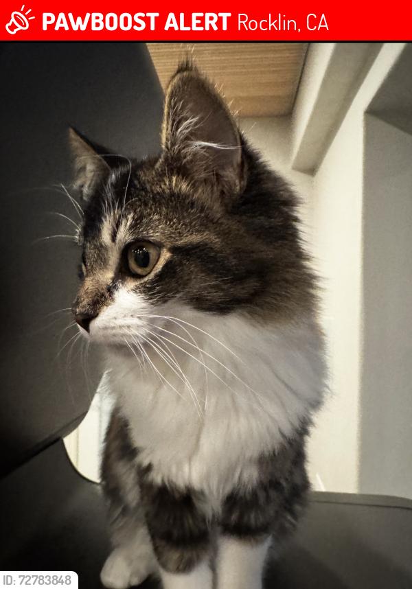Lost Female Cat last seen Whitney oaks golf course, Rocklin, CA 95765