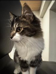 Lost Female Cat last seen Whitney oaks golf course, Rocklin, CA 95765