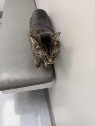 Lost Male Cat last seen Brazos River, College Station, TX 77845