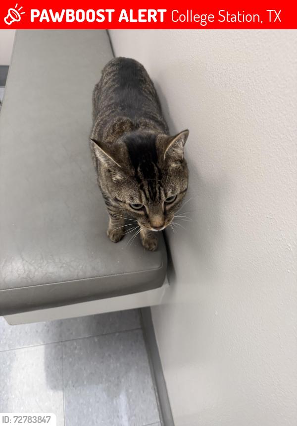 Lost Male Cat last seen Brazos River, College Station, TX 77845