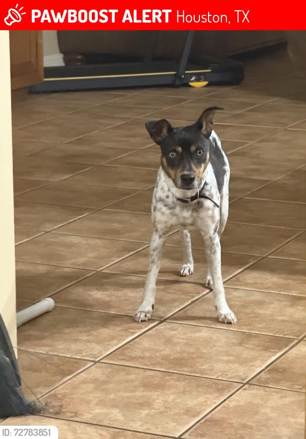 Lost Female Dog last seen Fallbrook and Beltway 8, Houston, TX 77064