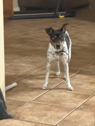 Lost Female Dog last seen Fallbrook and Beltway 8, Houston, TX 77064