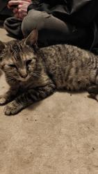 Found/Stray Female Cat last seen Woolsey & dartmouth, San Francisco, CA 94134
