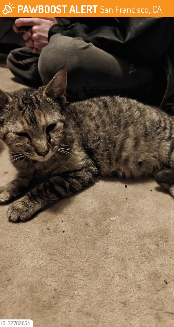 Found/Stray Female Cat last seen Woolsey & dartmouth, San Francisco, CA 94134