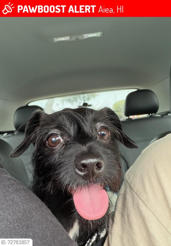 Lost Male Dog last seen 99-1019 Aiea Heights Drive , Aiea, HI 96701