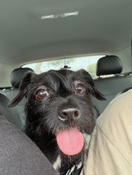 Lost Male Dog last seen 99-1019 Aiea Heights Drive , Aiea, HI 96701
