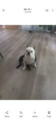 Lost Male Dog last seen Hwy 5 or Bright Star Road, Douglasville, GA 30135