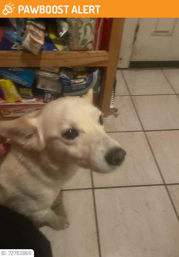 Found/Stray Female Dog last seen Fuerte Dr & Summit Dr , Casa de Oro-Mount Helix, CA 91941