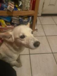 Found/Stray Female Dog last seen Fuerte Dr & Summit Dr , Casa de Oro-Mount Helix, CA 91941