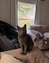Lost Female Cat last seen Holcomb Rd, Oregon City, OR 97045