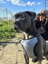 Lost Female Dog last seen Burbank by hayvenhurts, Los Angeles, CA 91316