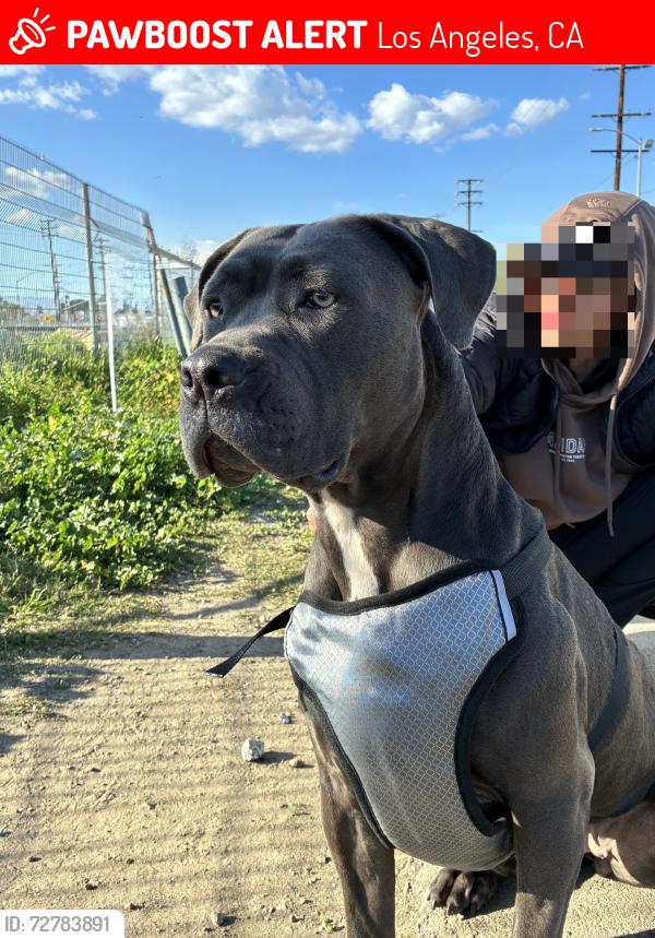 Lost Female Dog last seen Burbank by hayvenhurts, Los Angeles, CA 91316