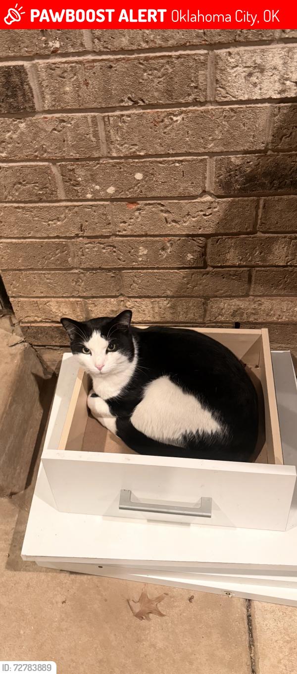 Lost Male Cat last seen May , Oklahoma City, OK 73170