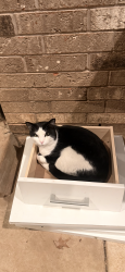 Lost Male Cat last seen May , Oklahoma City, OK 73170