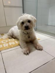 Lost Male Dog last seen Dolphin Court & Townson Ave, Palm Beach, QLD 4221