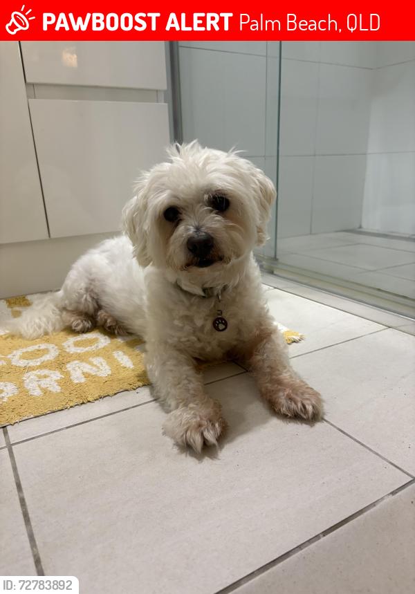 Lost Male Dog last seen Dolphin Court & Townson Ave, Palm Beach, QLD 4221