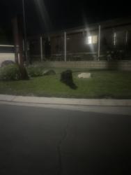 Found/Stray Unknown Dog last seen Entrance of Oasis palms ests, San Bernardino, CA 92410