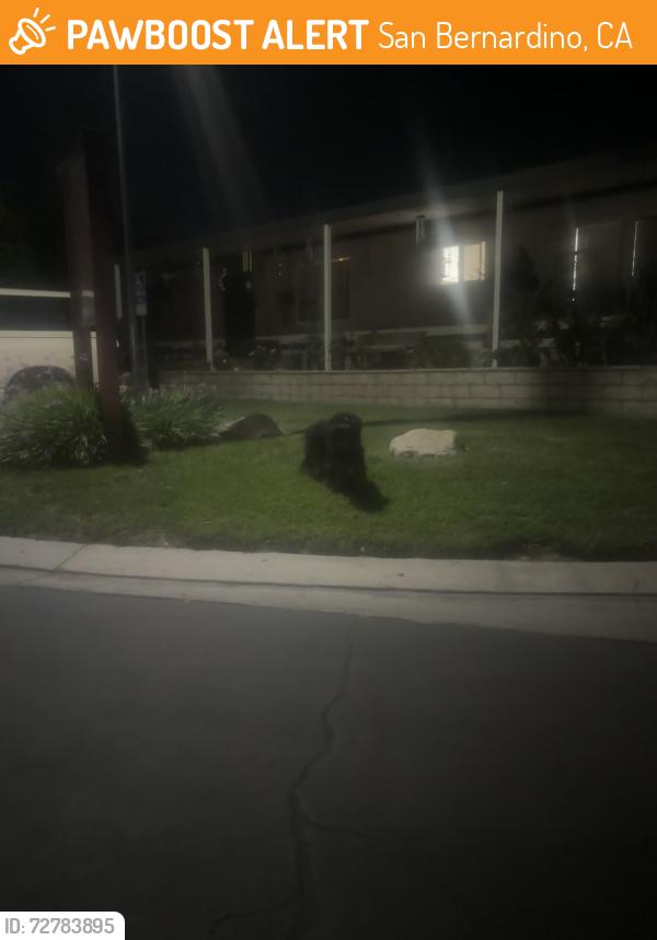 Found/Stray Unknown Dog last seen Entrance of Oasis palms ests, San Bernardino, CA 92410