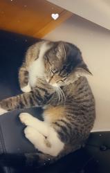 Lost Female Cat last seen Troy Marquette Dr monticello mn , Monticello, MN 55362