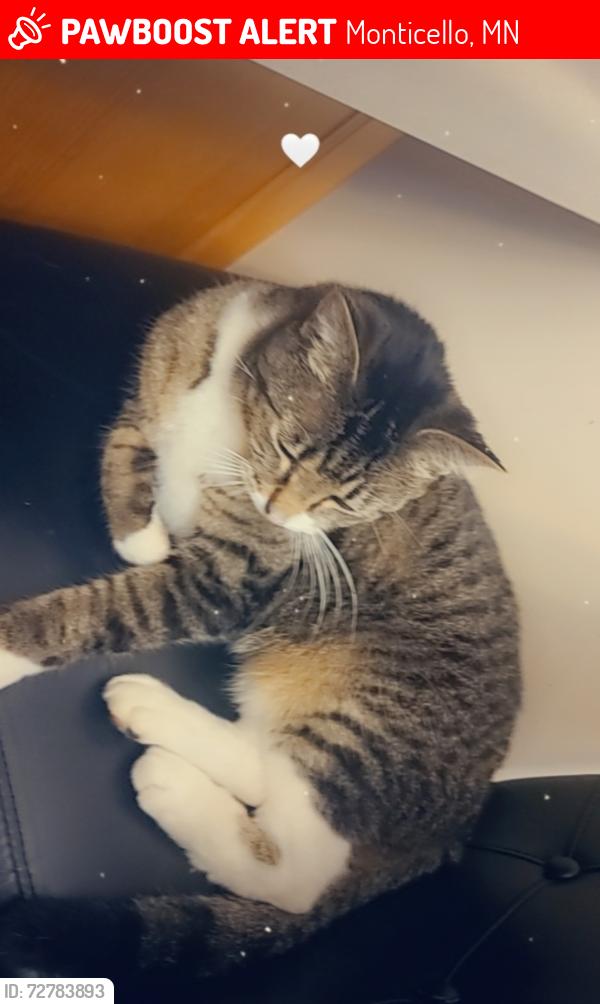 Lost Female Cat last seen Troy Marquette Dr monticello mn , Monticello, MN 55362