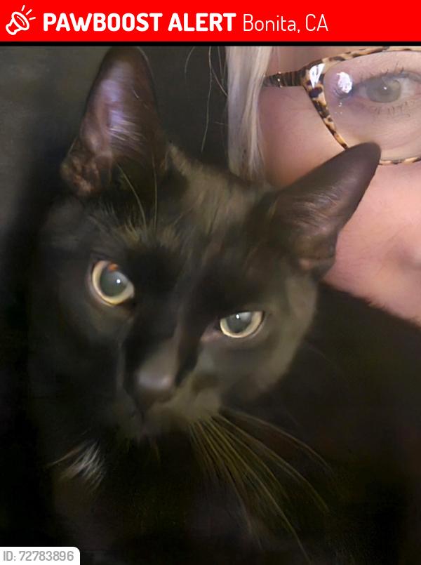 Lost Male Cat last seen Sweetwater Rd, Bonita, CA 91902