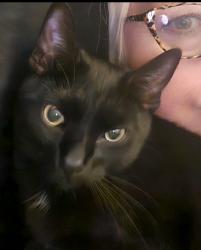 Lost Male Cat last seen Sweetwater Rd, Bonita, CA 91902