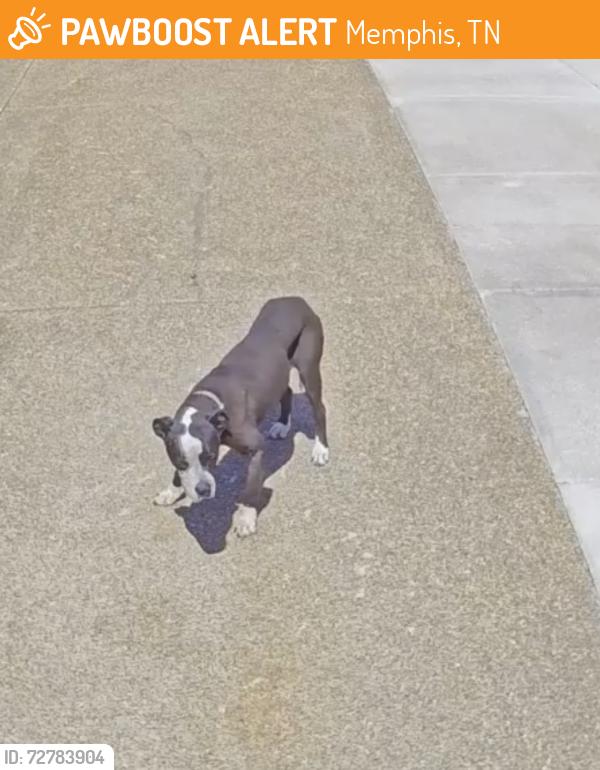 Found/Stray Unknown Dog last seen KEnmont Cove , Memphis, TN 38016