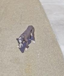 Found/Stray Unknown Dog last seen KEnmont Cove , Memphis, TN 38016
