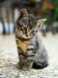 Lost Female Cat last seen Peterborough, England PE2 7BP, Peterborough, England PE2 7BP