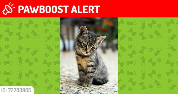 Lost Female Cat last seen Peterborough, England PE2 7BP, Peterborough, England PE2 7BP
