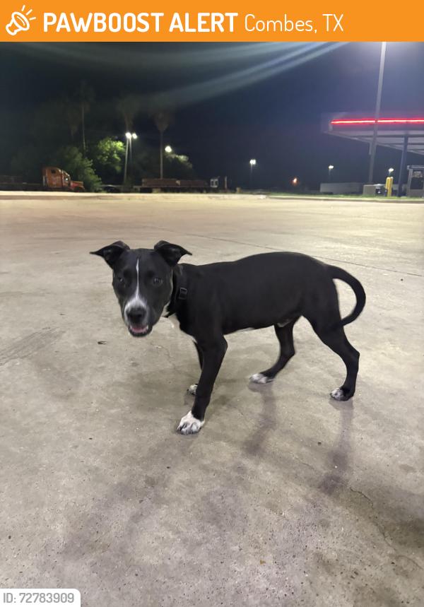 Found/Stray Male Dog last seen Templeton Ave & I 69 E Frontage Rd, Combes, TX 78535