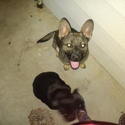 Found/Stray Female Dog last seen Near Fairfax way , North Highlands, CA 95660