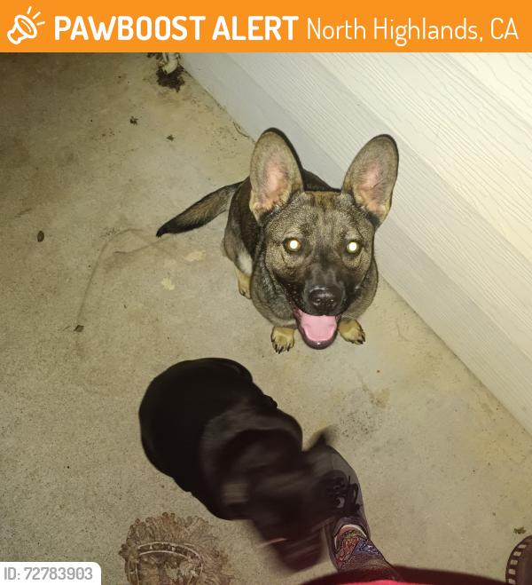 Found/Stray Female Dog last seen Near Fairfax way , North Highlands, CA 95660