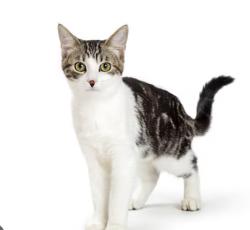 Found/Stray Unknown Cat last seen First hse on left hidden oaks Dr 16046 , Adams Township, PA 16046