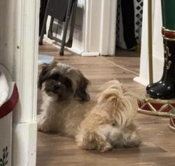 Lost Female Dog last seen Welburn Ave, Hanna St, Gilroy, CA 95020