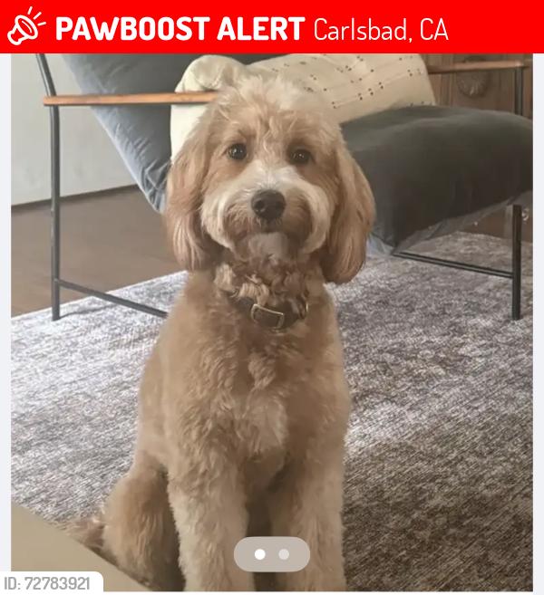 Lost Female Dog last seen El Camino real and aviara pkwy , Carlsbad, CA 92011