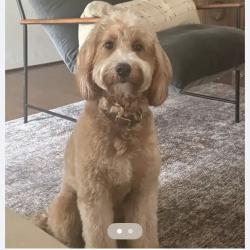 Lost Female Dog last seen El Camino real and aviara pkwy , Carlsbad, CA 92011