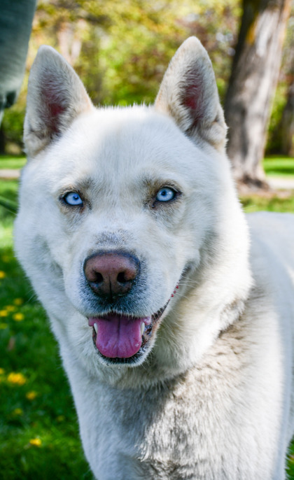 Shelter Stray Male Dog last seen Sunnyside, WA 98944, Yakima, WA 98901