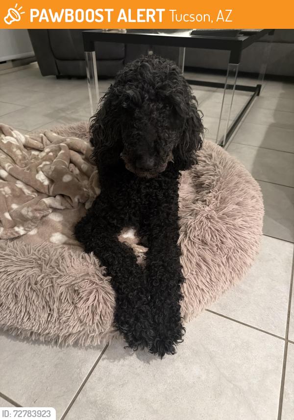 Found/Stray Female Dog last seen Via arroyo largo, Tucson, AZ 85756