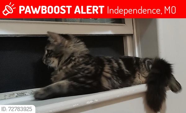 Lost Male Cat last seen Across from Christman highschool, Noland side of school., Independence, MO 64050