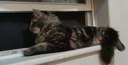 Lost Male Cat last seen Across from Christman highschool, Noland side of school., Independence, MO 64050