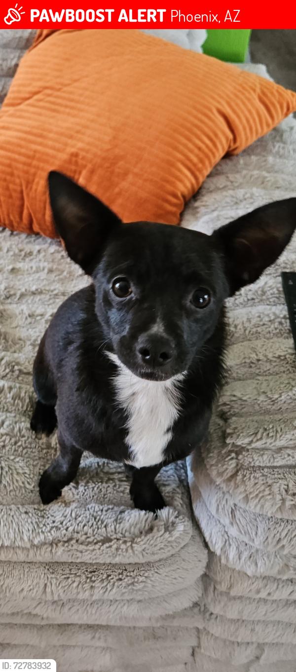 Lost Female Dog last seen 20th Ave and Joan de Arc, Phoenix, AZ 85023