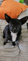 Lost Female Dog last seen 20th Ave and Joan de Arc, Phoenix, AZ 85023
