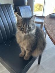 Lost Female Cat last seen East Dunn and Jackson oaks drive , Morgan Hill, CA 95037